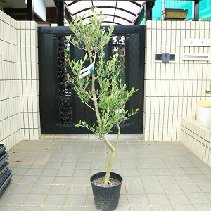 I؁EA؁FI[uibJj@S8|bgA@*S140cm i }g֔