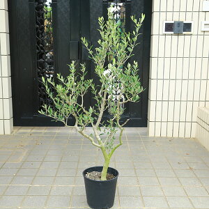 I؁EA؁FI[uibJj@S8|bgA@*S120cm i }g֔