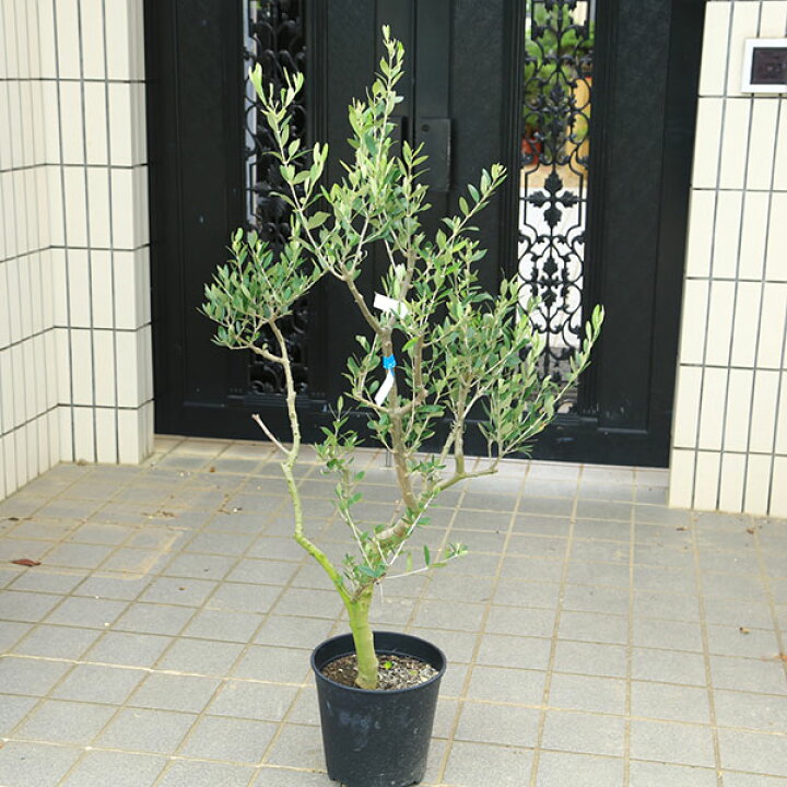 楽天市場】特選庭木・植木：オリーブ（ルッカ）太幹 安心の8号ポット 
