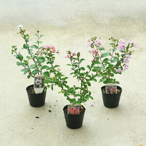 @؁EA؁FTXxiSgj邷ׂ@FIтB