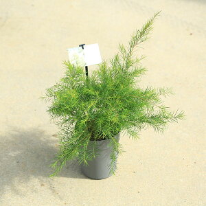 庭木 植木 苗:メラレウカ メディカルティーツリー 5号ポット*