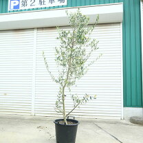 楽天市場】オリーブ 大株の通販