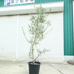 ؁EA؁FI[uibJj劔@*S180cm i@}֔z