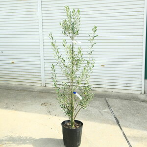 ؁EA؁FI[uiVvbV[mj*150cm i@^}֔z