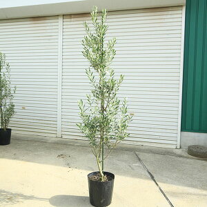 庭木・植木:オリーブ(シプレッシーノ)*樹高160cm 現品限り 大型佐川急便配送