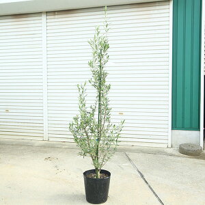 ؁EA؁FI[uiVvbV[mj*150cm i@^}֔z