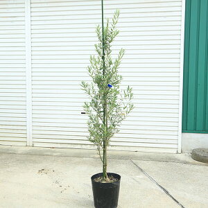 庭木・植木:オリーブ(シプレッシーノ)*樹高150cm 現品限り 大型佐川急便配送
