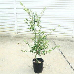 ؁EA؁FI[uibJj@*140cm i@}֔z