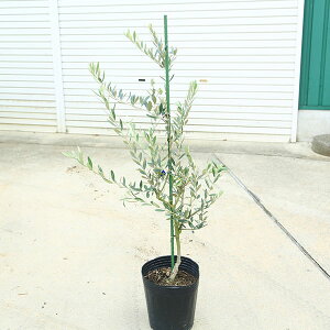 ؁EA؁FI[uiI[Nj*100cm i