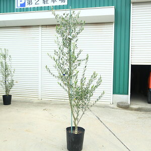庭木・植木:オリーブ(ルッカ)太幹大株 *全高190cm 現品限り 佐川急便配送