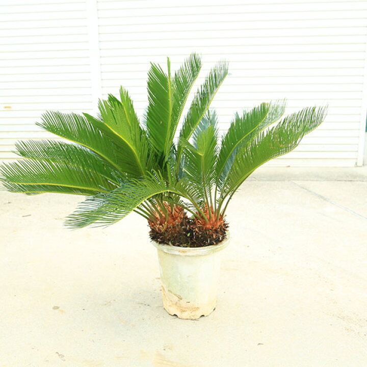 楽天市場】特選庭木・植木 ソテツ：蘇鉄*12号 カップルソテツ ダブル 