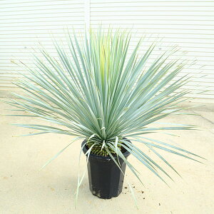 ���I��؁E�A�؁@���b�J�@���X�g���[�^�F*11�� �@�S��110cm�@ ���i����@��^����}�֔z��