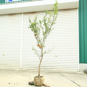 ؁@A FÃUNiUNj劔@F170cm*ўց@@}