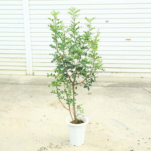 ؁EA؁@i@sX^`A@i@*XyCŶ킢