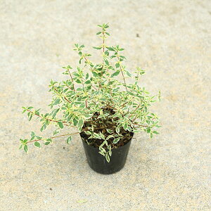 ؕcEAؕcFAxAiRtFbeBjׂ肠@AxA@@4|bg