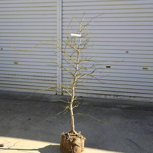 庭木:青しだれもみじ(枝垂れ紅葉)  樹高120cm 佐川急便発送 現品限り!