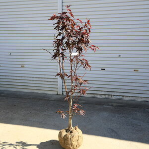 庭木・植木:猩々野村もみじ(野村もみじ)赤葉 もみじ*紅葉 樹高120cm 佐川急便発送 現品限り!