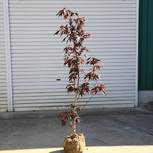 ؁EA؁F́X쑺݂i쑺݂jԗt@݂*gt@140cm@}֔@iI