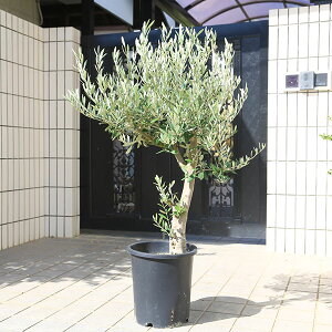 特選庭木・植木:オリーブ(ミッション)極太 SOUJU 創樹 安心の8号ポット植え *全高130cm 現品限り 佐川急便