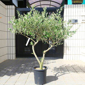 I؁EA؁FI[ui~bVj SOUJU n@S8|bgA@*S120cm i }