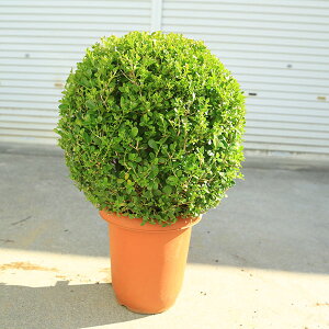 ؁EA؁F{bNXEbhimѐAjʑ@8*S70cm i