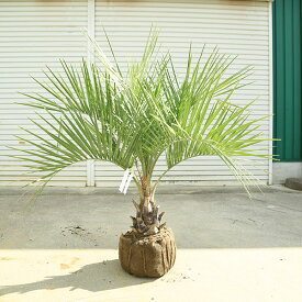 特大庭木　植木 ：ココスヤシ（ココス）ヤシの木*　現品限り！　佐川急便発送