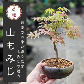 楽天市場】 今月のオススメ > 秋のオススメ > 紅葉特集 : 遊恵盆栽 