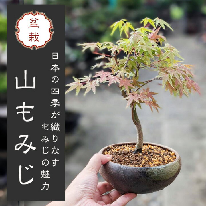 楽天市場】【即日出荷可！】小品盆栽：山もみじ(瀬戸焼三彩鉢)*bonsai 