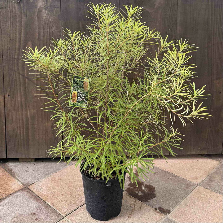 楽天市場】観葉植物 鉢花 苗：バンクシア スピヌロサ* ヘアピン 