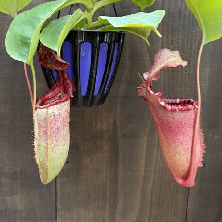 楽天市場】希少品種 観葉植物 食虫植物：ウツボカズラ ネペンテス 