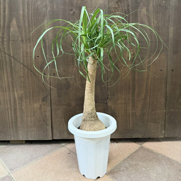 楽天市場】観葉植物 ノリナ：ポニーテール トックリラン*7号プラポット 