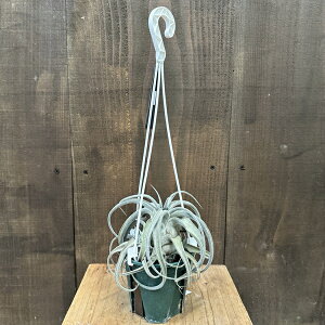  ϗtAF`WA V[*GA[vc Tillandsia Lucille
