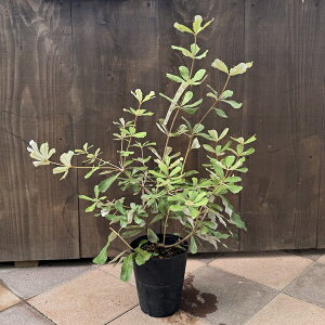 ϗtA  cFoNVA R[Xg*CeOtHA 6 Banksia integriforia