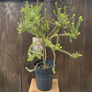 ϗtA  cFoNVA GVtHA*6 q[XoNVA Banksia Ericifolia