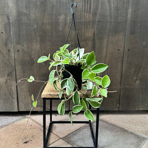 @ϗtAFz Jm[T bvJ[*4݂蔫