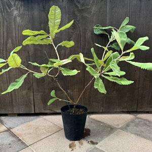 ϗtA  cFoNVA u*XvoNVA u[@6@Banksia Robur