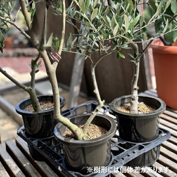 楽天市場】観葉植物 SOUJU（創樹）ブランド：オリーブの木 ネバディロ 