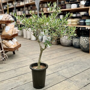 ϗtA@SOUJUinjuhFI[u̖؁@lofBuR*6@NevadilloBlanco