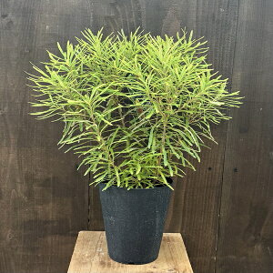 ϗtA  cFoNVA@XskT*wAsoNVA 5