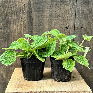 c ϗtAFsA [o[2Zbg*Pilea