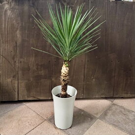 観葉植物：ユッカ アロイフォリア*プラポット