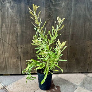 ϗtA  cFoNVA@AG*EHoNVA 6