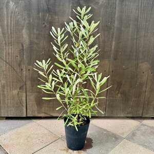 ϗtA  cFoNVA IuMtHA*5@Banksia oblongifolia