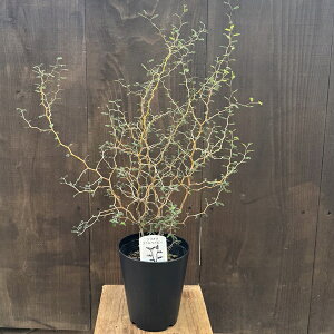  ϗtAF\tH gxCr[*5 ~NtB w̖