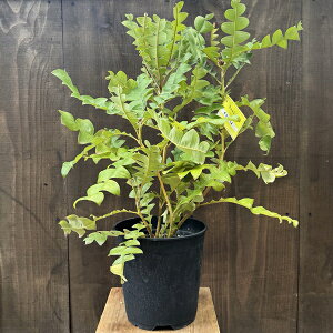 ϗtA  cFoNVA@OfBX*7@Banksia Grandis