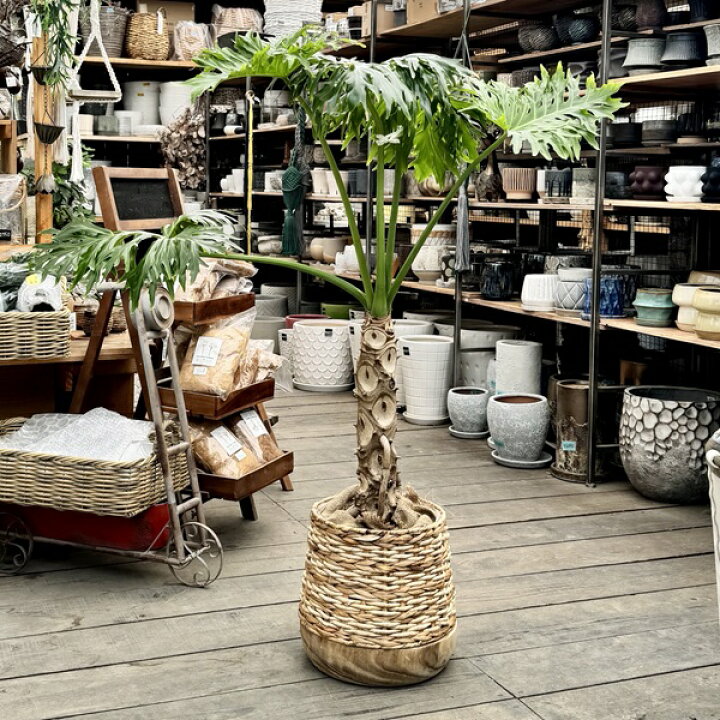 楽天市場】おしゃれ 観葉植物：フィロデンドロン セローム 鉢カバー 