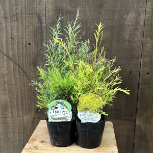 ϗt c ԕc ԁFiIׂ EJ*e 3 {[VS[h fBJeB[c[ bhWF eB[c[hVo[