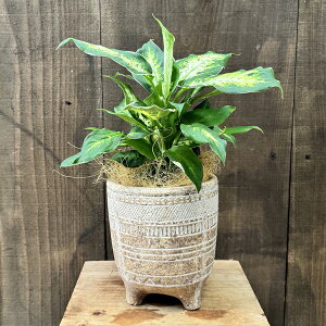  ϗtAFfBtFoLA Ai A*RRV