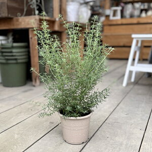 ϗtA cFEGXgMA*5 ()I[W[vc