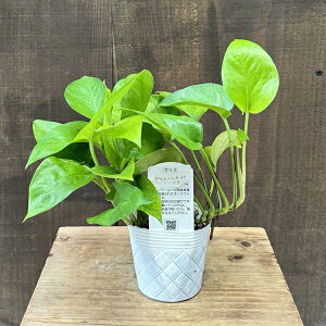  ϗtA iIׂ܂F|gX@em e*3[Cg XtB[_ VO WbN GXv